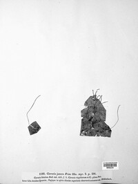 Typhula juncea image